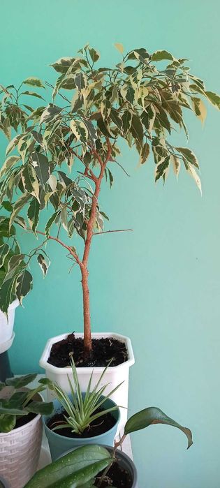 Фикус бенджамина