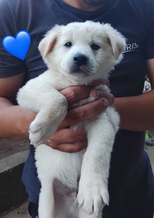 Cães bebés para adoção responsável