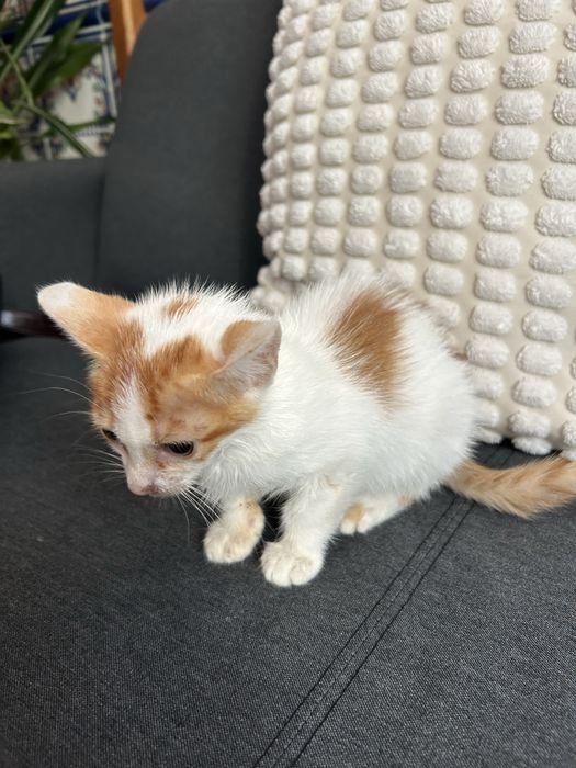 Gatinha bebé para uma adoçao responsavel