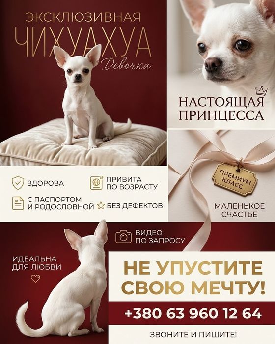 Белоснежная принцесса чихуа ищет дом