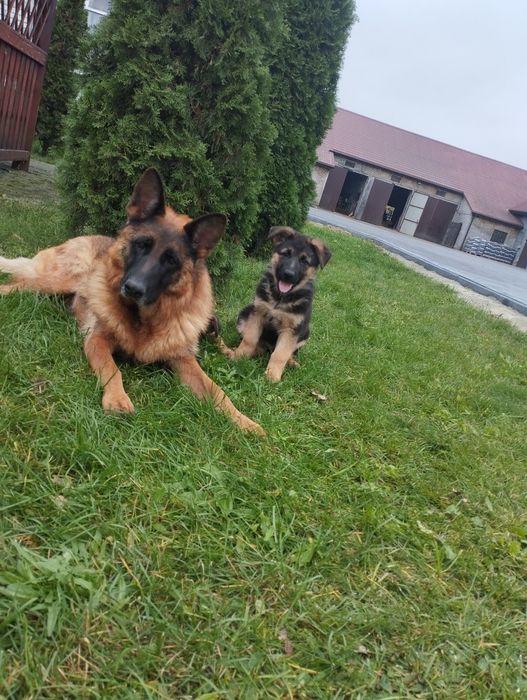 Owczarek niemiecki krótko włosy