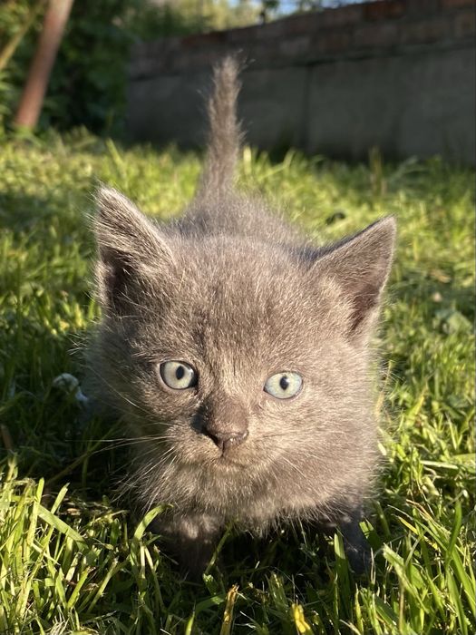 Продам котика.