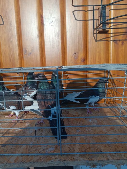 Gołębie zamojskie murzyny roztoczanskie