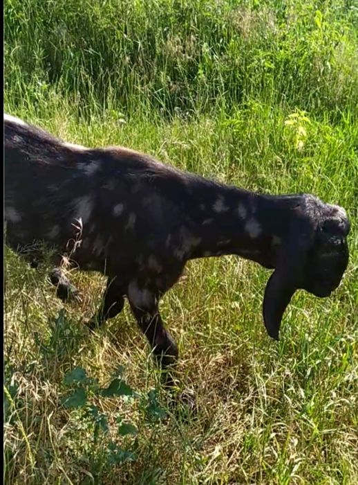 Продам козлика нубокамори