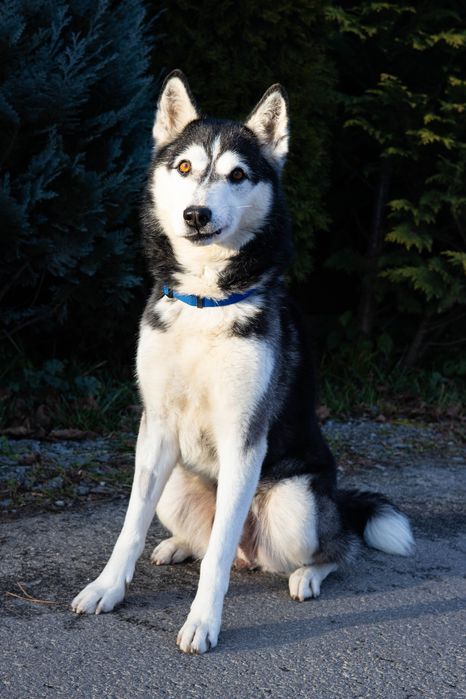 Чистокровний хаскі в добрі руки