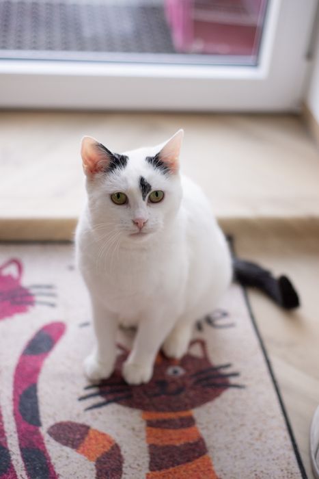 Urocza Białka czeka na dom