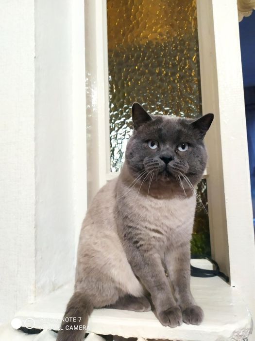 Побачення з котиком