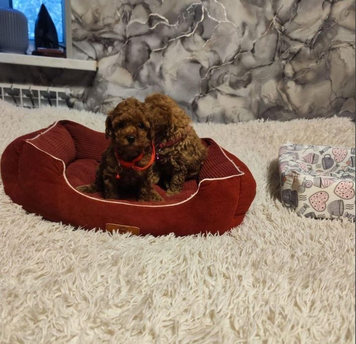 Дівчата той пудель найкращі манюні