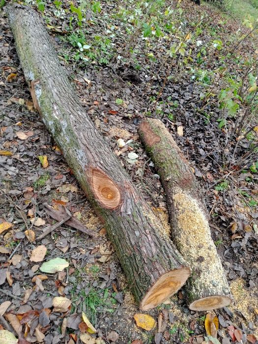 Продам домашню грушу на меблі або дошку.