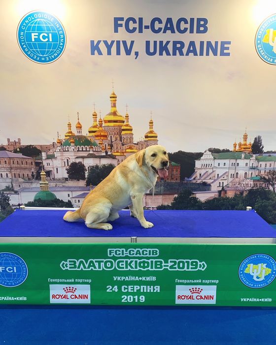 Лабрадор ретривер для вязки