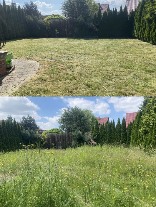 Usługi ogrodowe, koszenie ogródków traw, koszą. Terminy od zaraz !