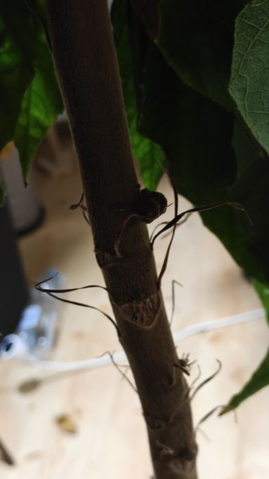 Małpie Kakao Drzewko