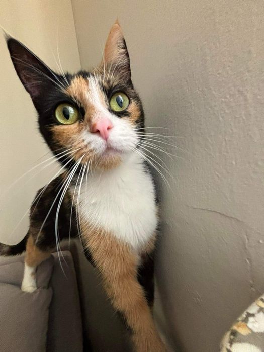 Oddam 2 kotki w dobre ręce