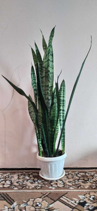 Сансевиерия растение