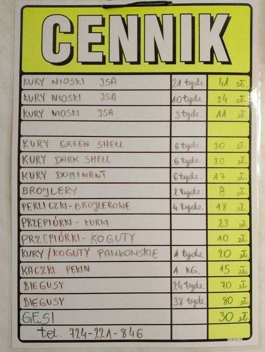 Kury nioski Isa brown