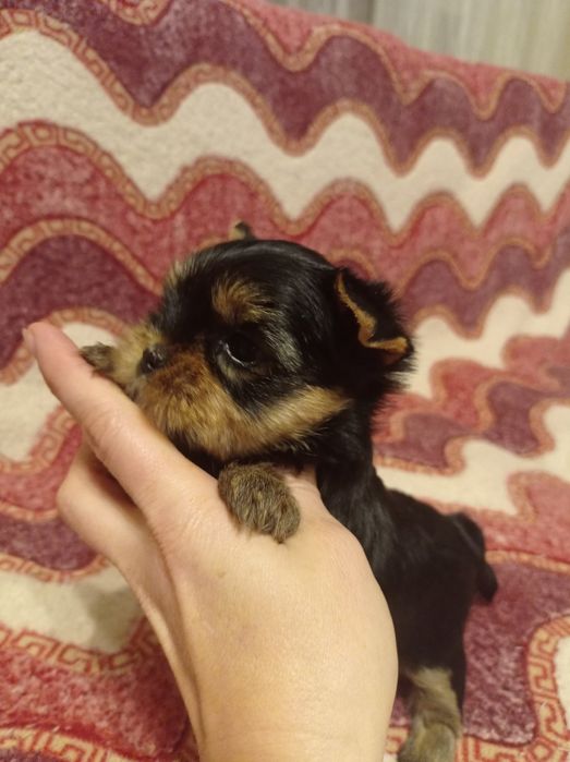 Щенята йоркширський тер'єр, дівчатка і хлопчики