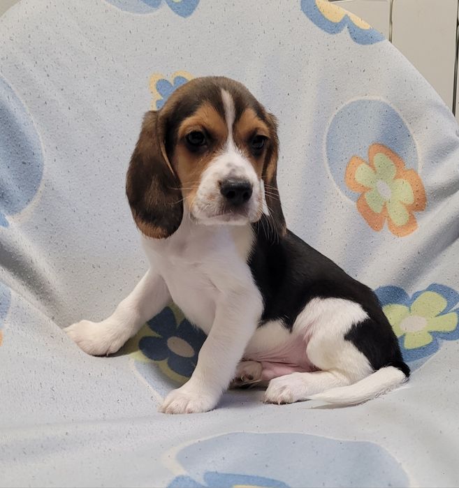 Macho beagle bebé
