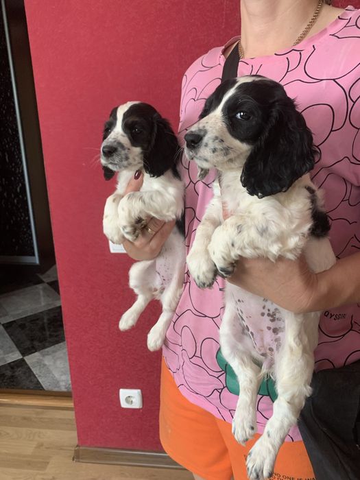 Продам цуценят Спаніельчиків