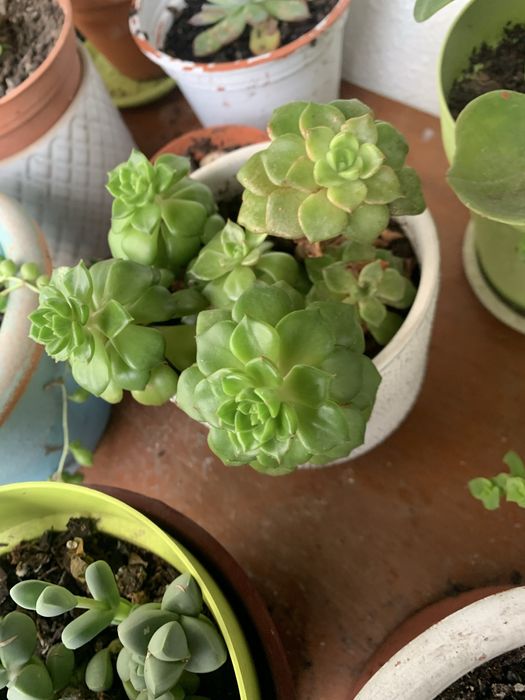 5 Mudas de suculentas + 2