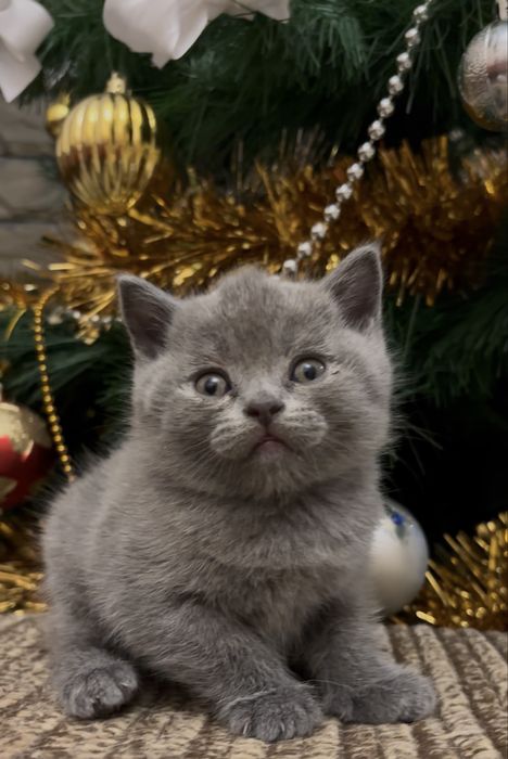 Котенята Британці