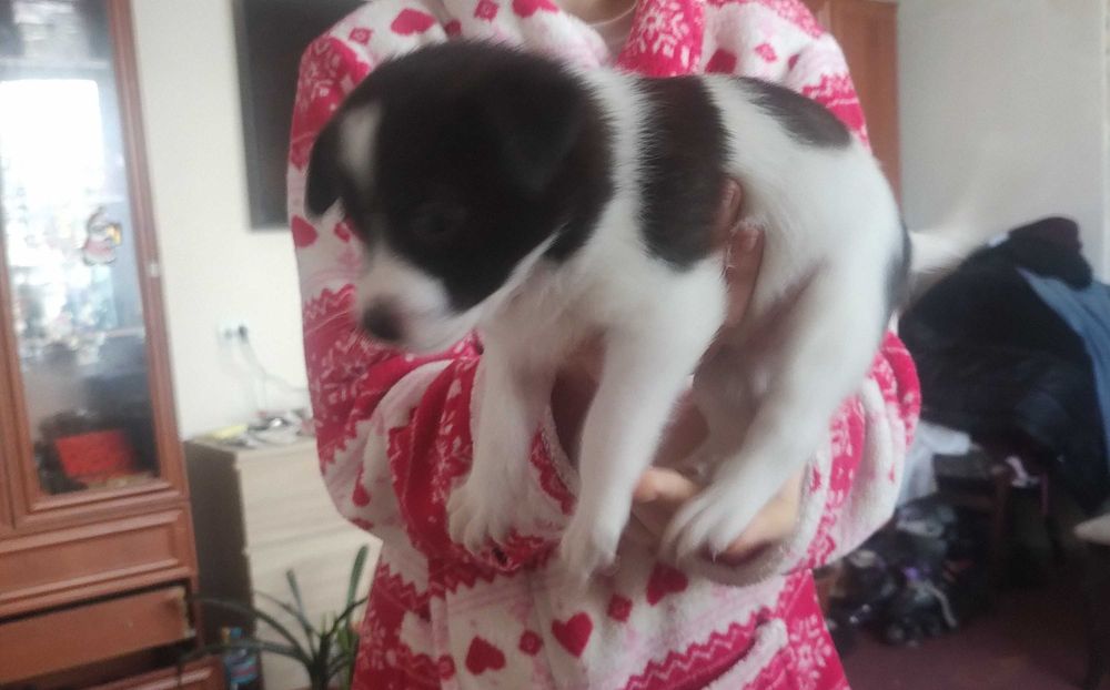 Цуценята в добрі руки безкоштовно