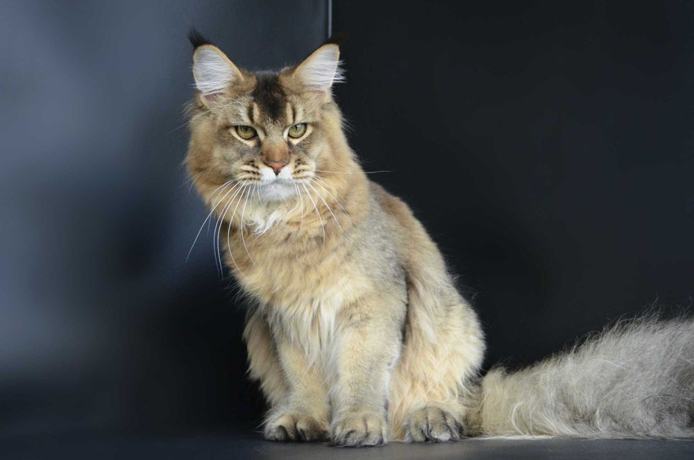 Мальчик Romeo .Мейн кун.