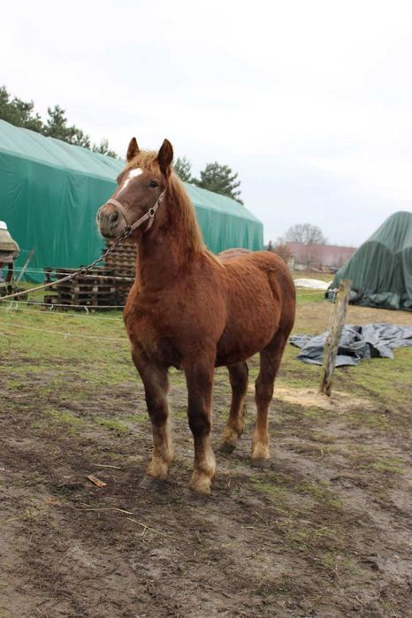 Ogierka rasy polski koń zimnokrwisty