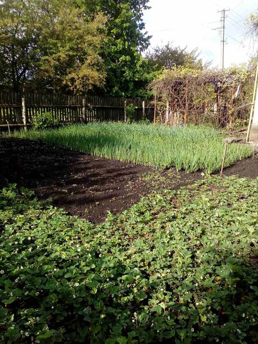 Простір і Свобода у власному домі в Приворітʼї, Брусилівський район