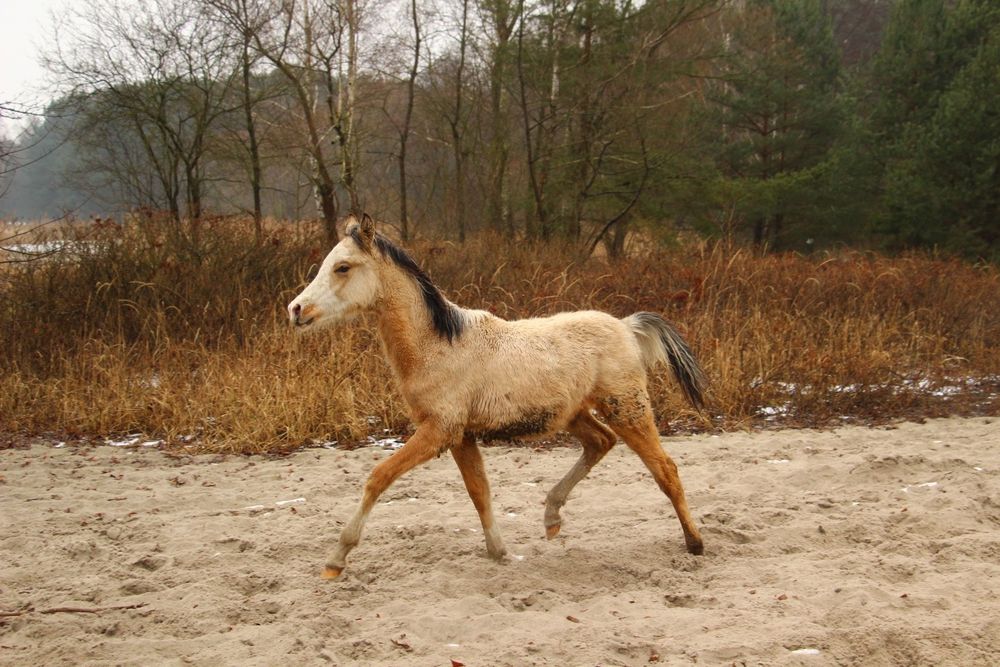 Ogierek arab/akhal teke
