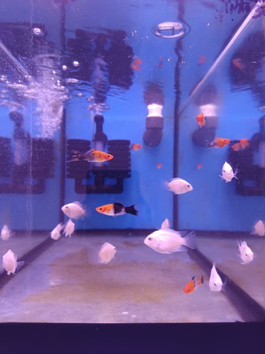 Papagaio anão (Parrot fish)