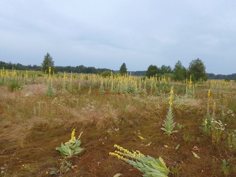 Продам коровяк царський скіпітер