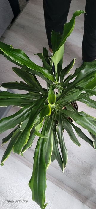 Dracena fragrans golden coast