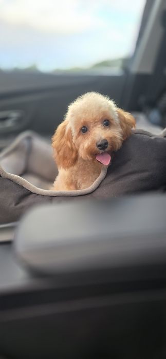 Cavapoo/ mały chłopczyk