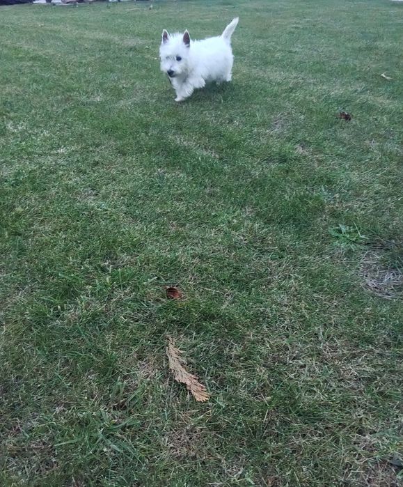 West Highland White Terrier suczka