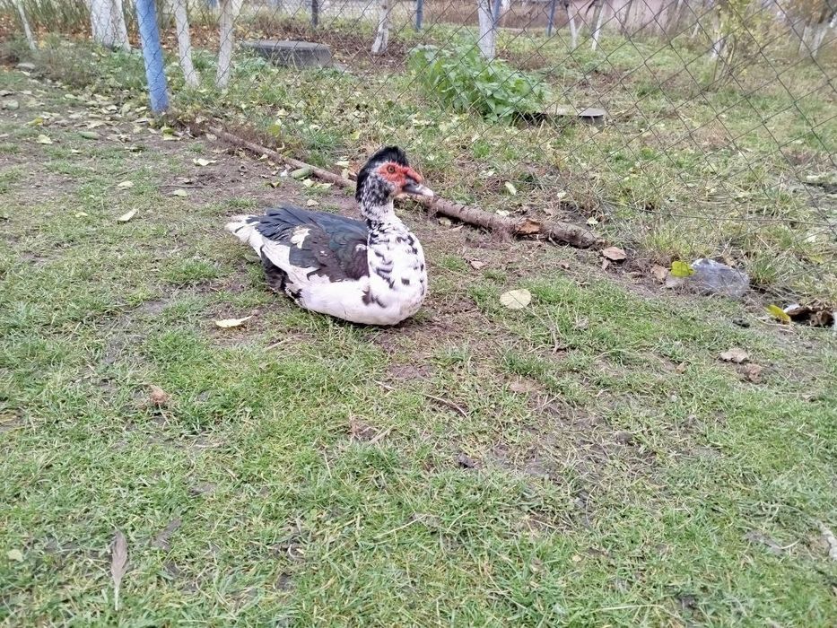 Індокачка, мускусні качки, качур