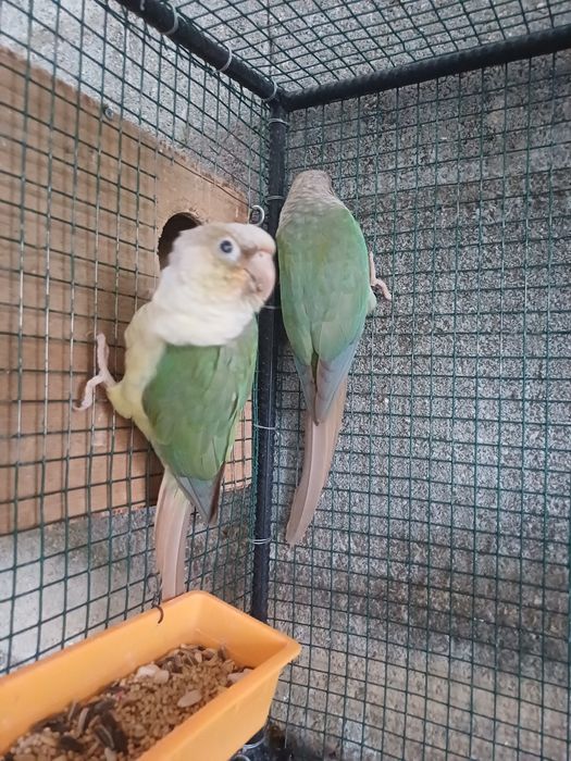 Casal Phyrruras 2022