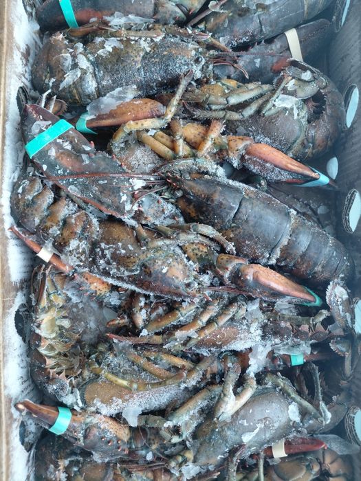 Лобстеры свежемороженые 450-800 грамм