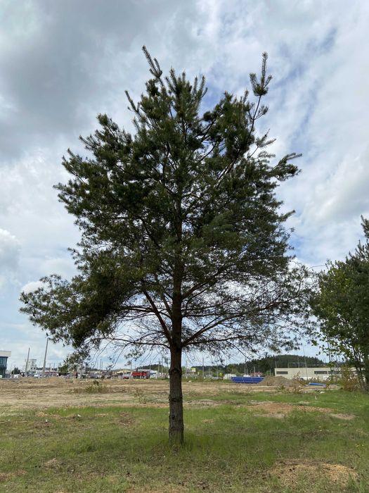 opinie ornitologiczne, przyrodnicze, dendrologiczne, wnioski o wycinkę