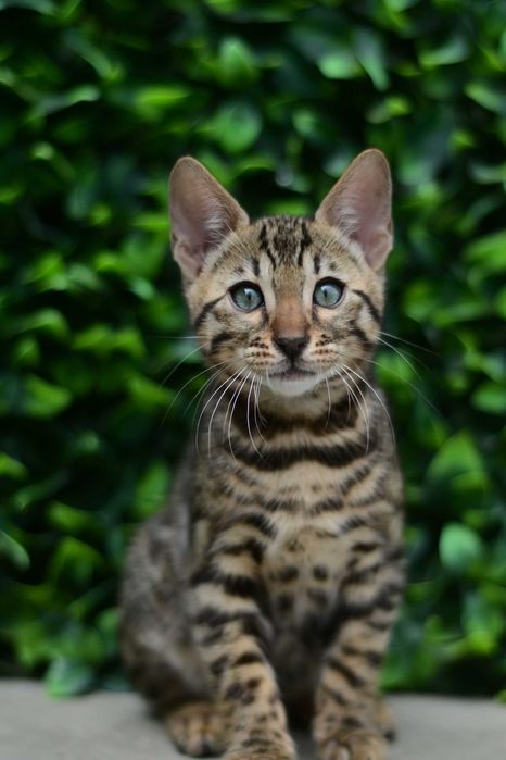 Шикарні бенгальські кошенята