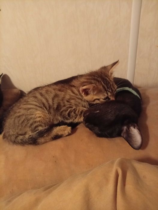 Dois machos para adoptar
