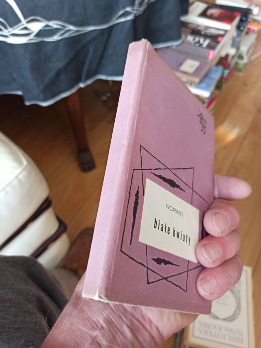 Norwid białe kwiaty