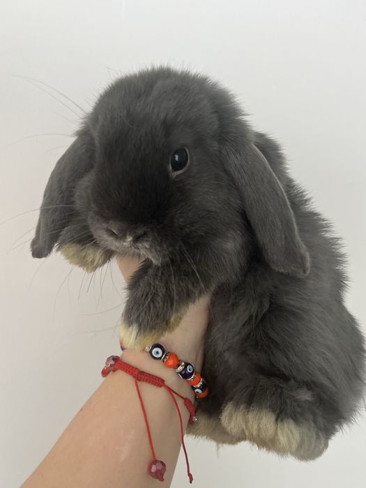 Sprzedam króliki rasy mini lop