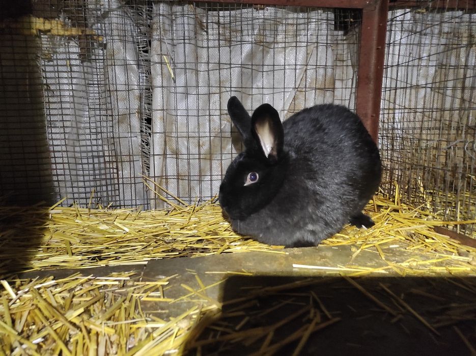 Кроли самцы самки