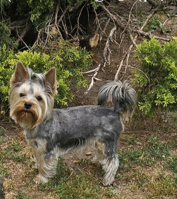 Piesek Yorkshire Terrier badania DNA