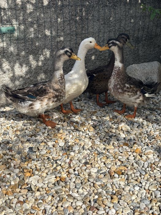 Vendo patos rouen