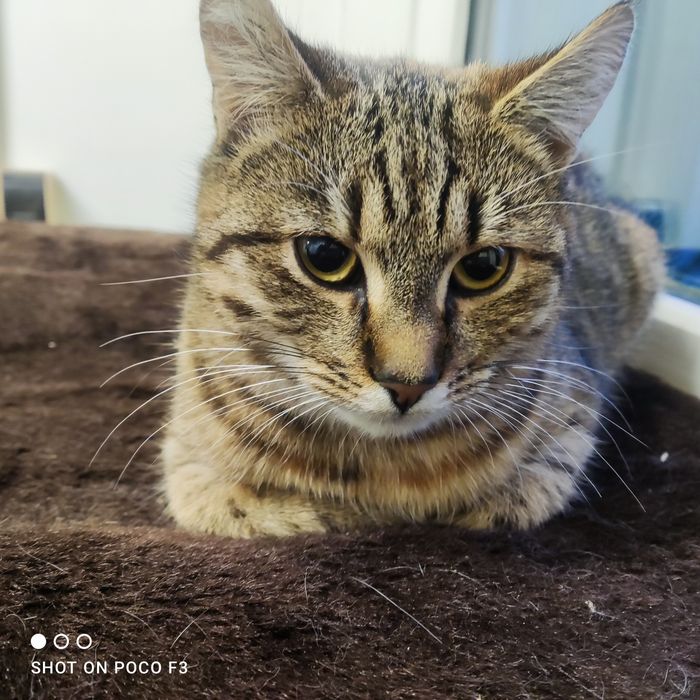 Kotełki do adopcji