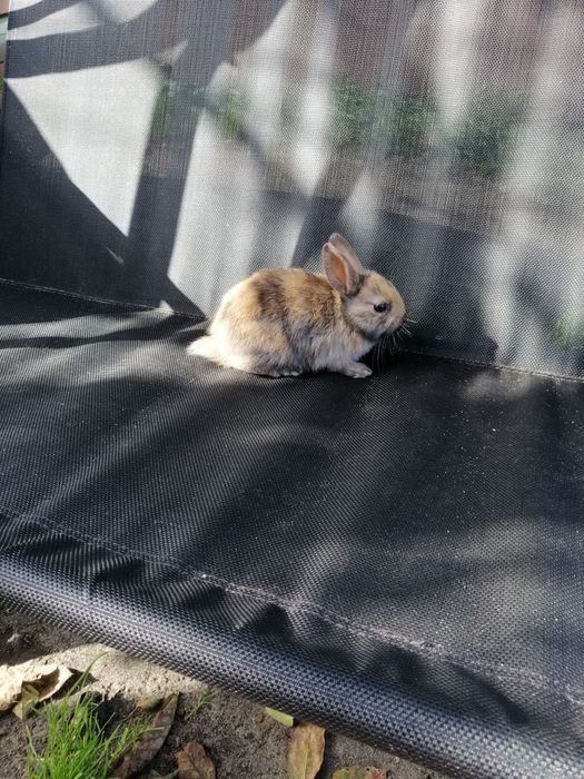 Króliczek karzełek Teddy i gładki