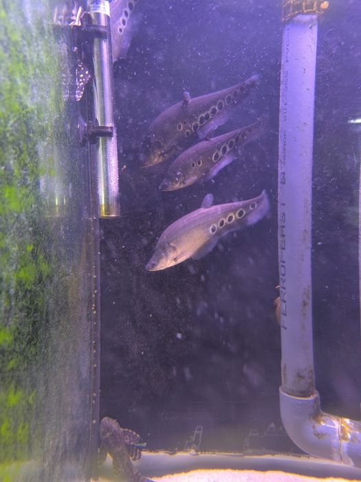 Vendo Peixes faca (leia a descrição)