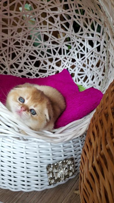 MILASHKI_KITTENS - котики, которые покоряют сердца). Золотая шиншилла.