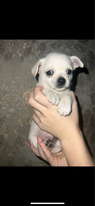 Продам цуценят породи Чіхуахуа